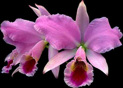 Cattleya labiata